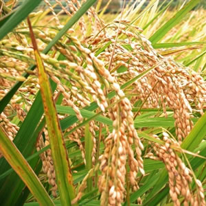 米作農業