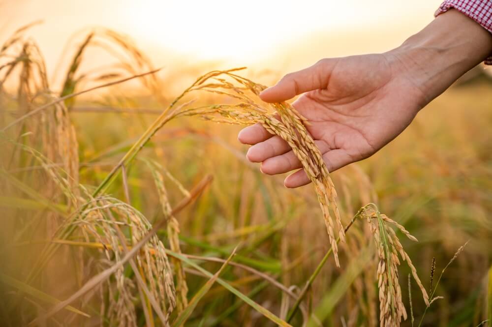 農業の種類とは?おさらいしておきたい基礎知識を分かりやすく解説 - ウルトラファーム