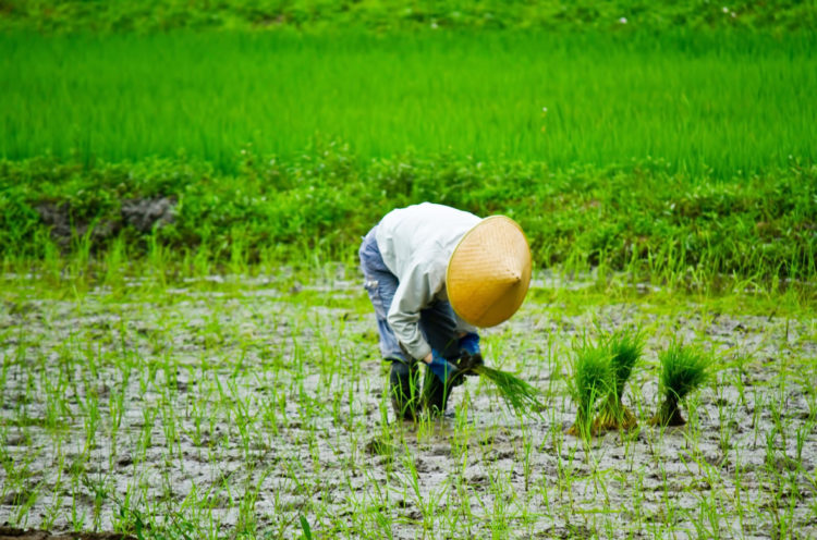 愛知田植機