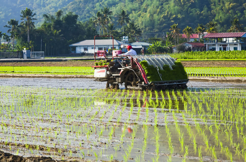 南国の田んぼで稲を植える田植え機と農家