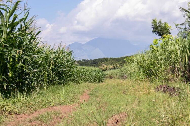山を背景にしたトウモロコシ畑や草原の風景