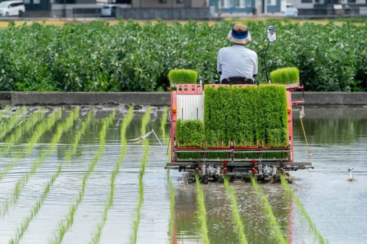 水田で田植えを進める農家の背中と整列する苗