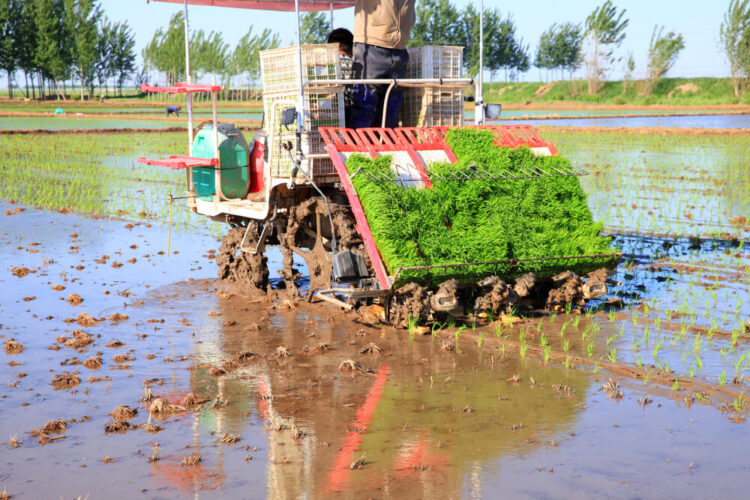 泥の水田で作業中の田植え機と青空