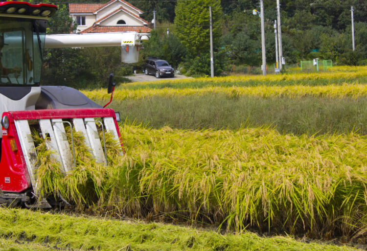 稲を刈る赤い農業機械と農村風景