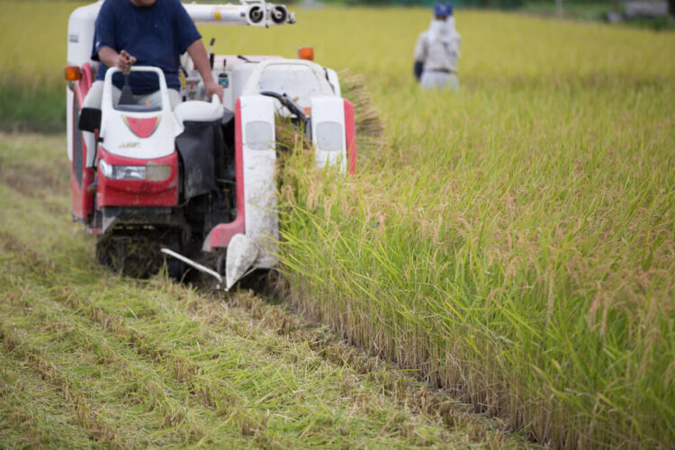 稲刈り機で稲を刈る男性の後ろ姿