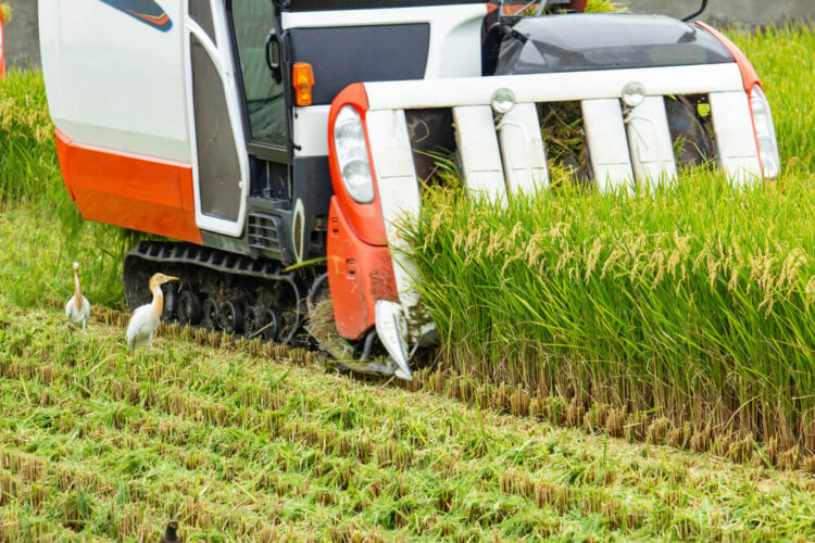 稲刈り機の前を歩く白いサギと田んぼの様子