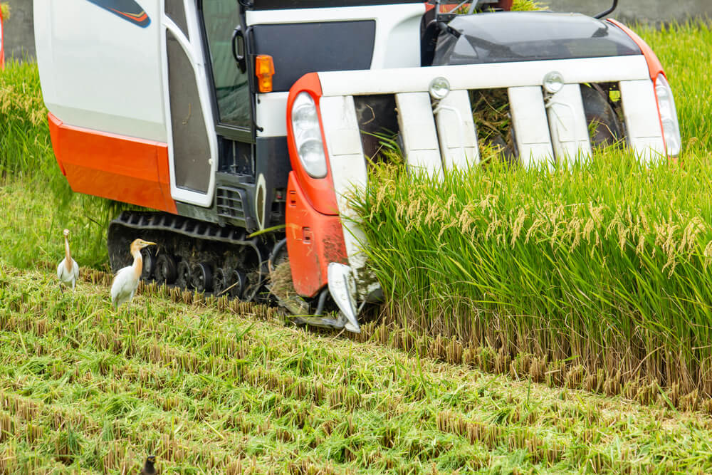 稲刈り機の前を歩く白いサギと田んぼの様子