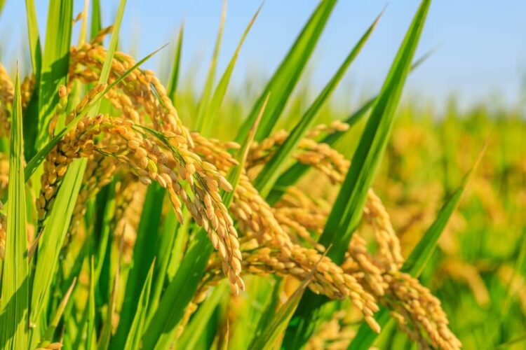 稲穂が実る田んぼ